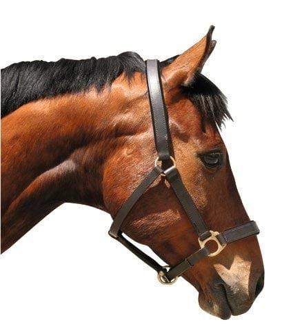 Kantar dla konia Eco, skórzany, brązowy, Covalliero