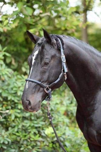 Kantar Cordano Covalliero granatowo-szary