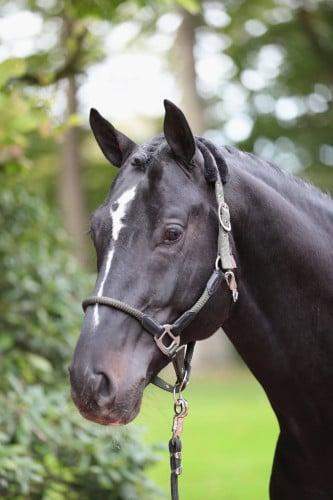 Kantar Cordano Covalliero oliwkowy