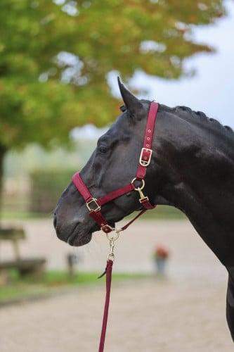 Kantar Classy, bordowy, Covalliero