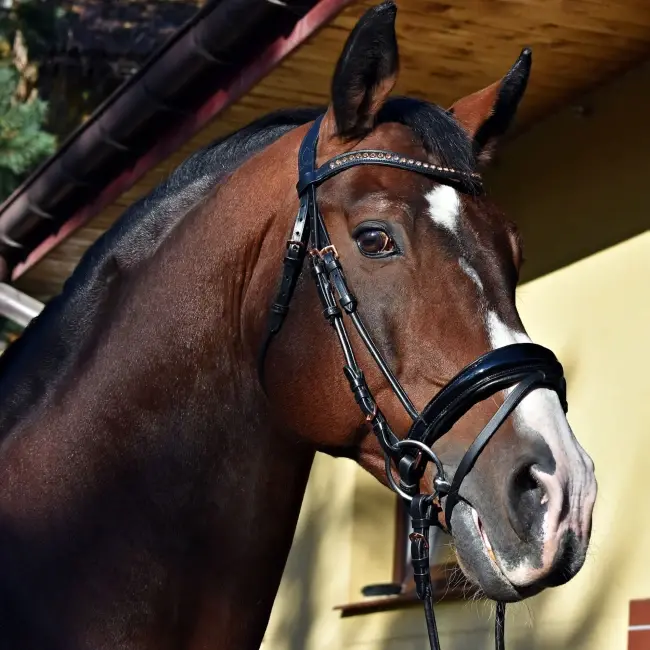 Ogłowie EQ.QUEEN Io